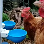 5PCS Easy-Clean Automatic Chicken Waterer Cups