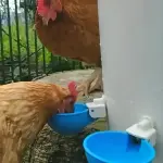 5PCS Easy-Clean Automatic Chicken Waterer Cups