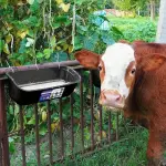 2 Pack 5 Quart Chicken Feeder Waterer - Black